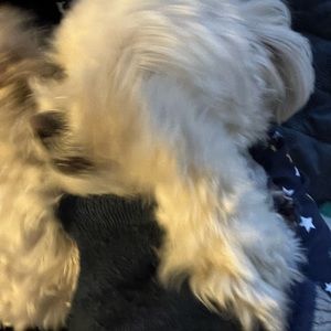 Meet your Posher, Priscilla